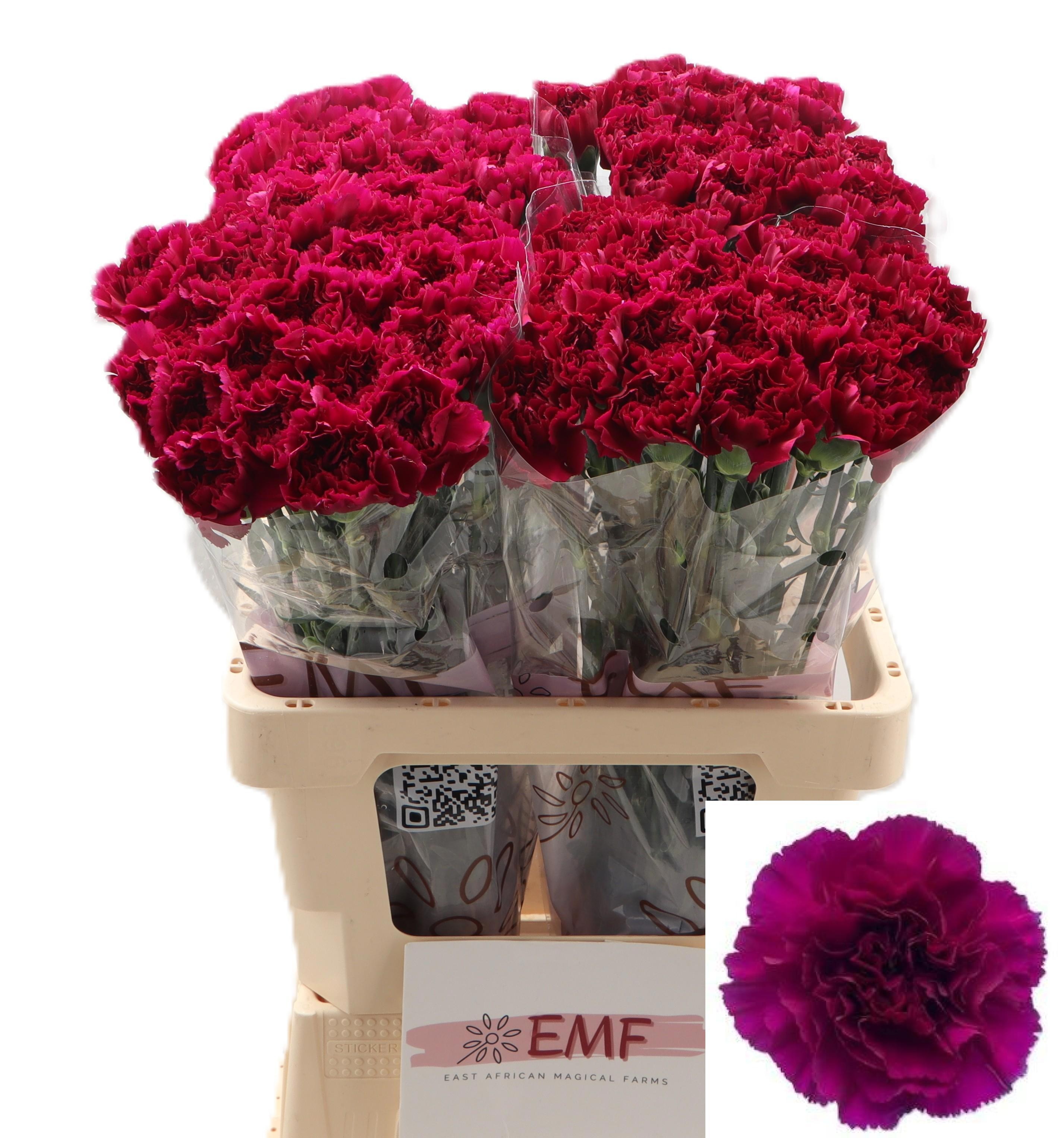 Dianthus St Yukari Violet 60cm