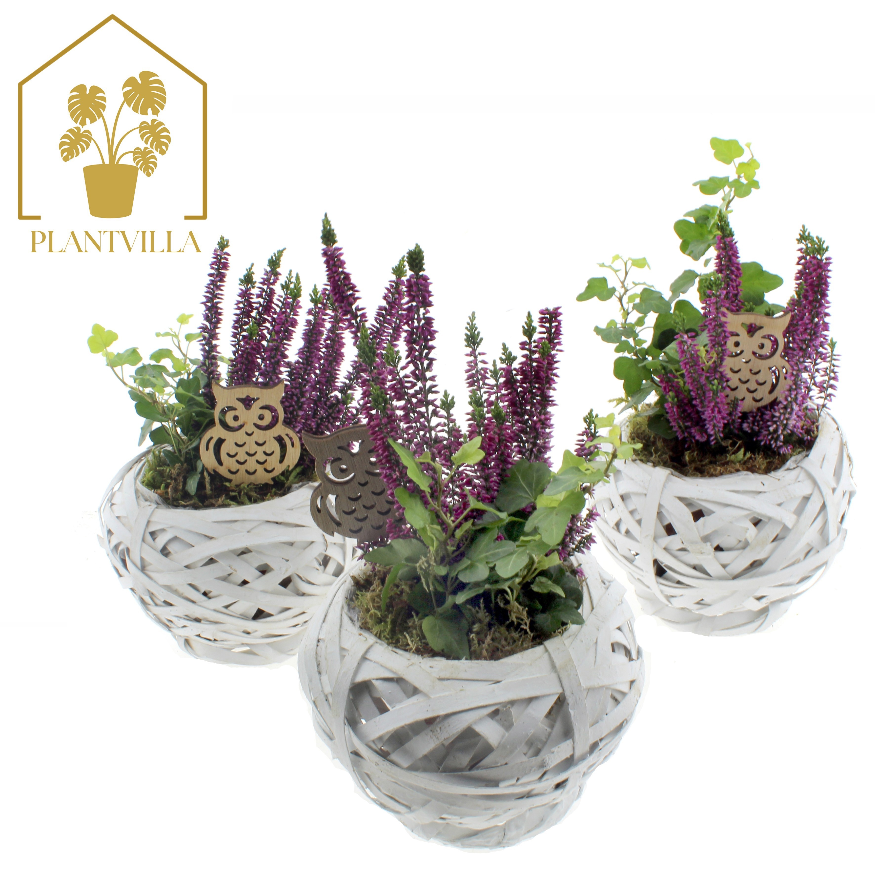 Arr Tuinplanten 15P 30cm 23bloei