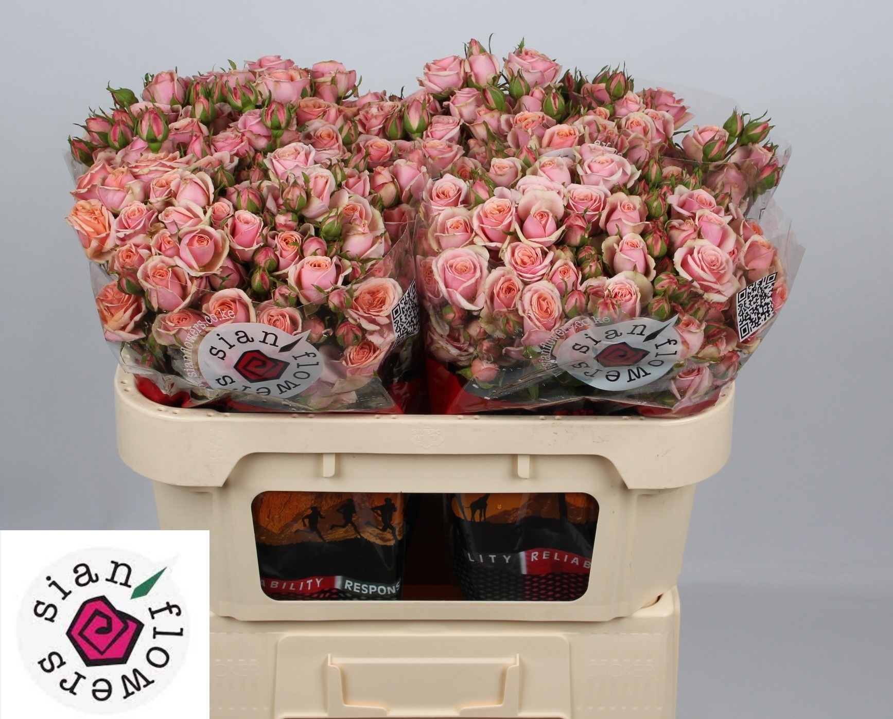 R Tr Classic Rosever 70cm