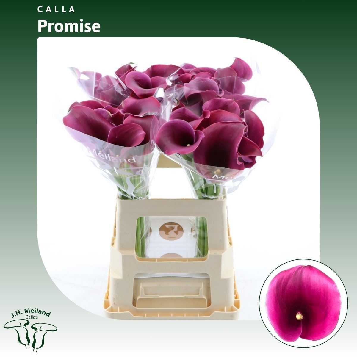 Calla Capt Promise 60cm