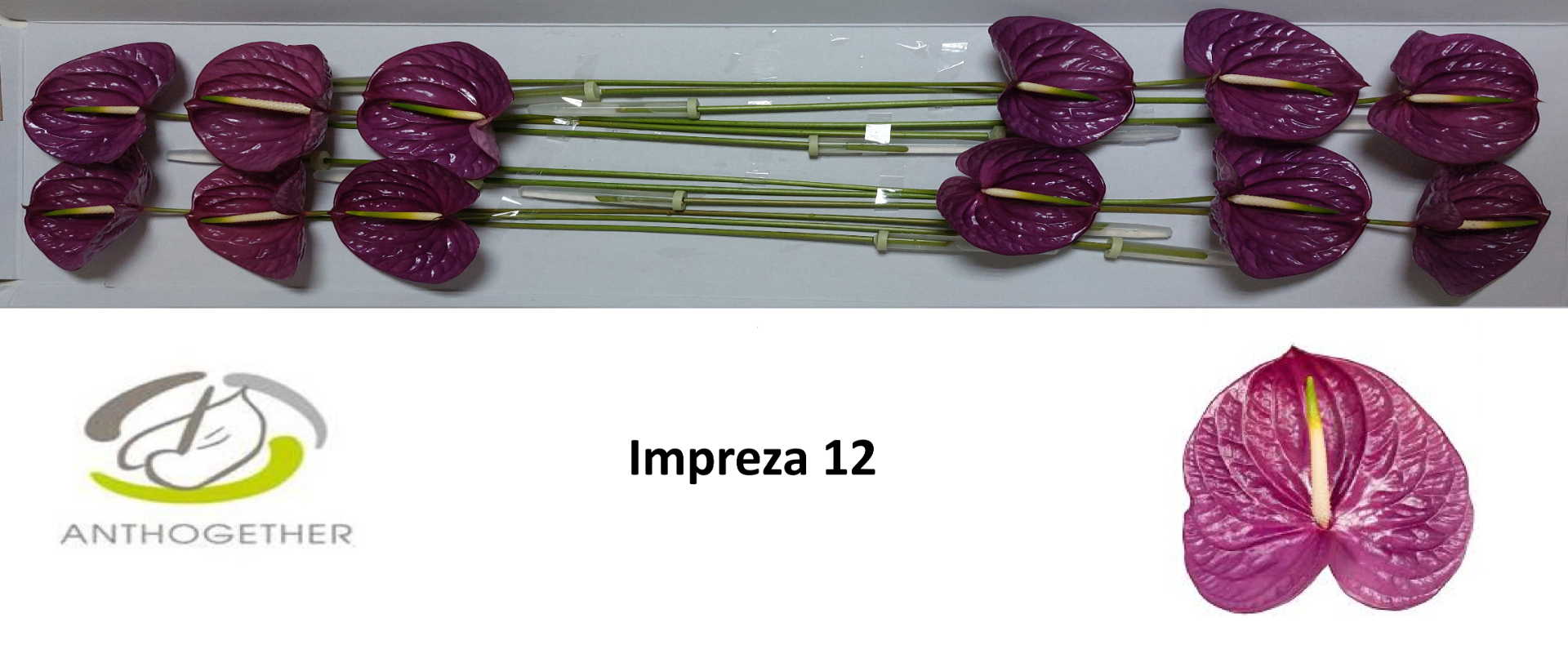 Anth A Impreza