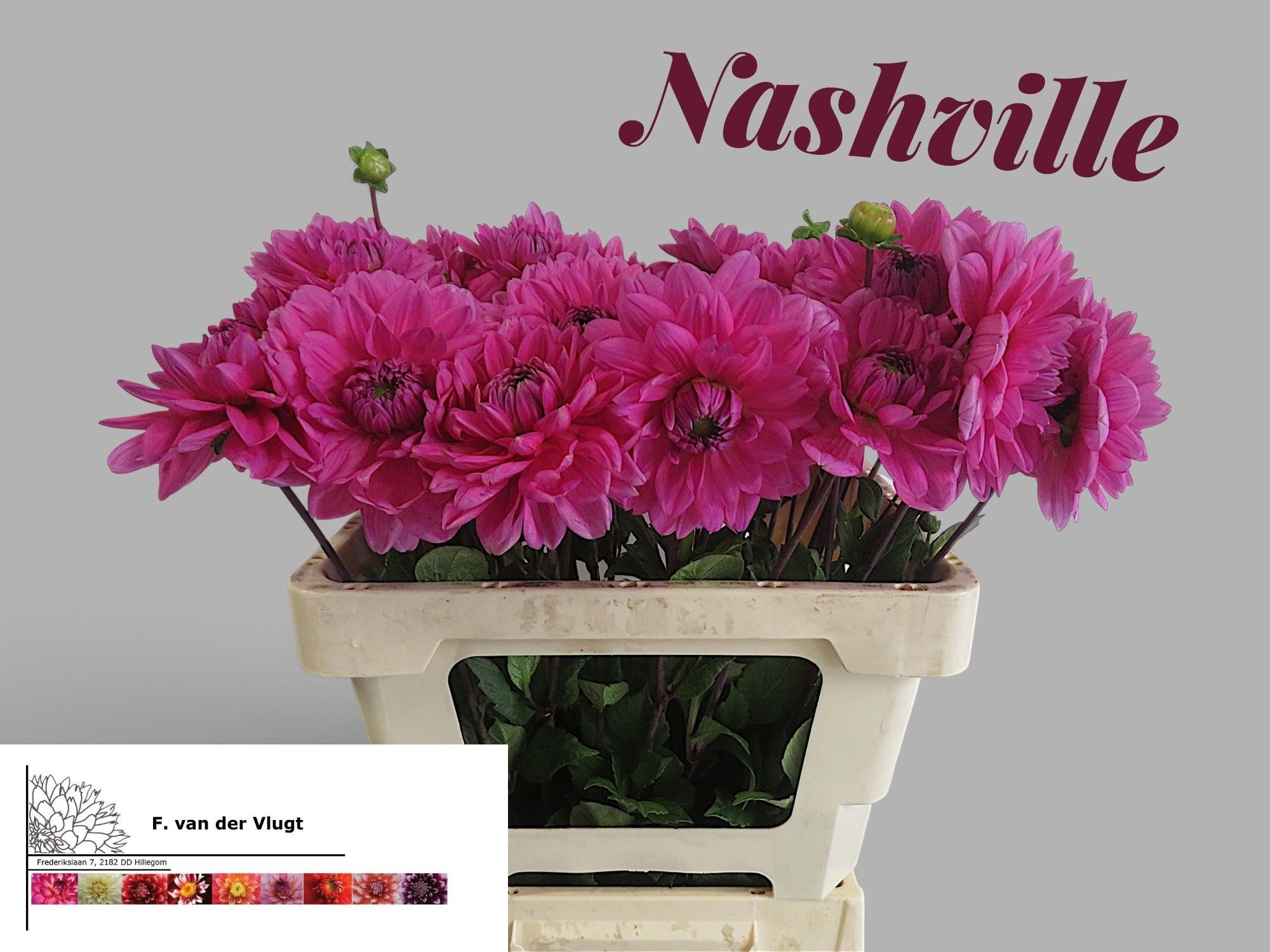 Dahlia Nashville 50cm