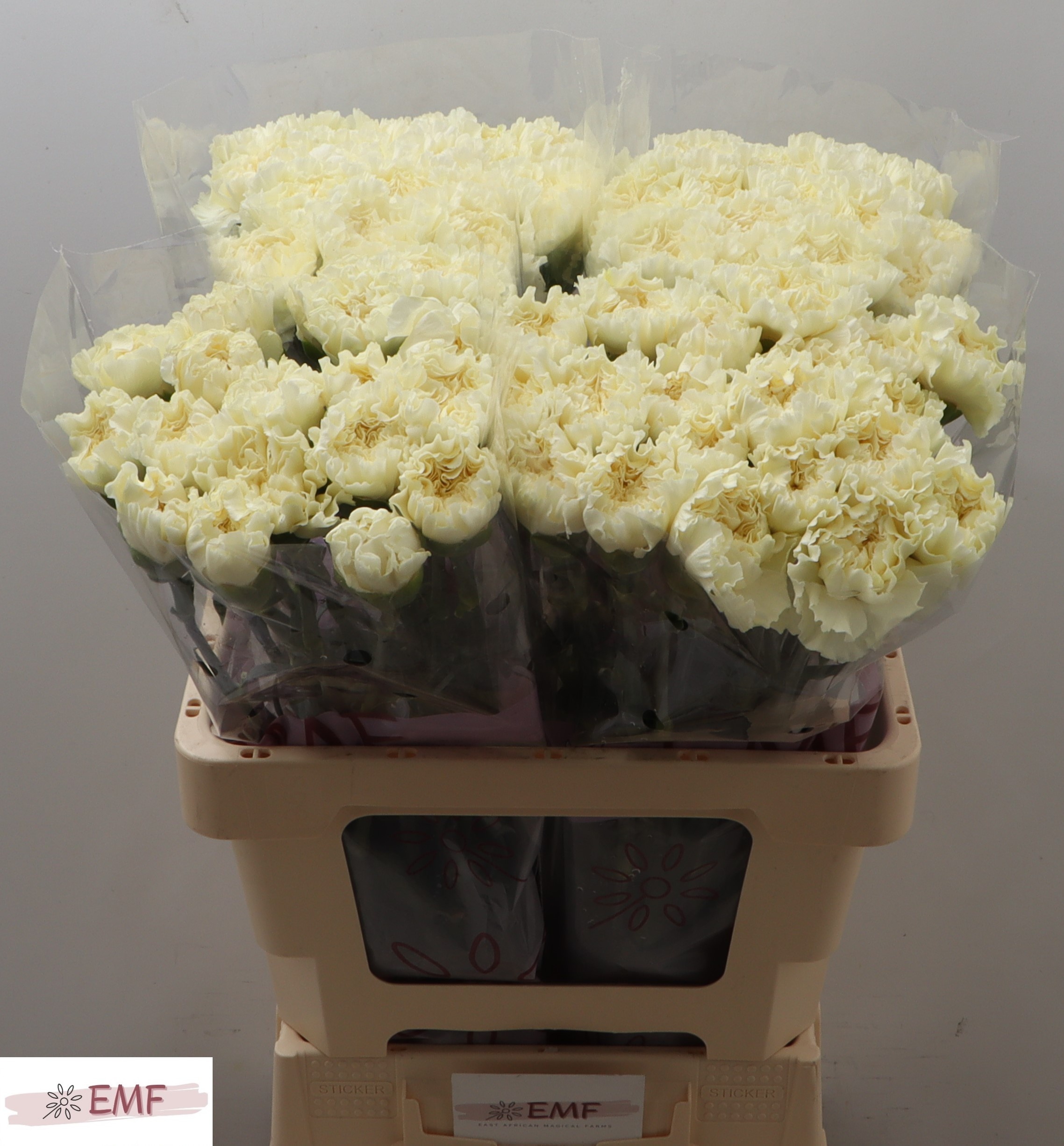 Dianthus St Diletta Crema 60cm