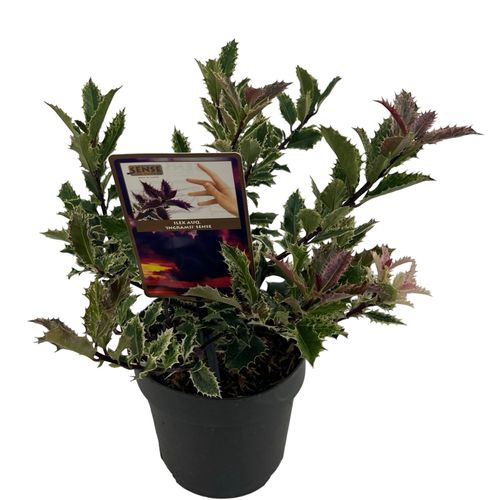 Ilex auq. 'Ingramii' sense P17 Asra