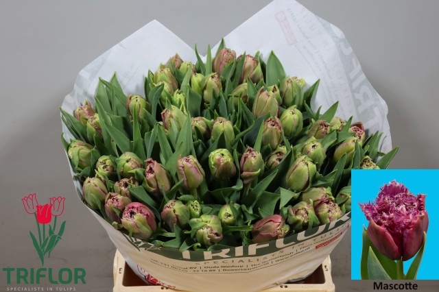 Tulipa Frilled Mascotte 41cm 41gram
