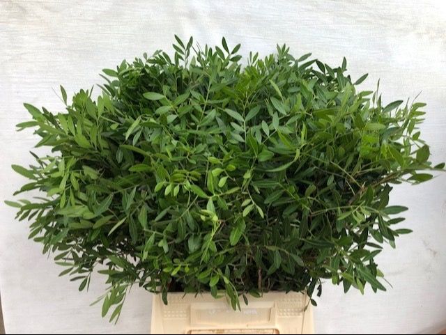 Pista Ov Blad