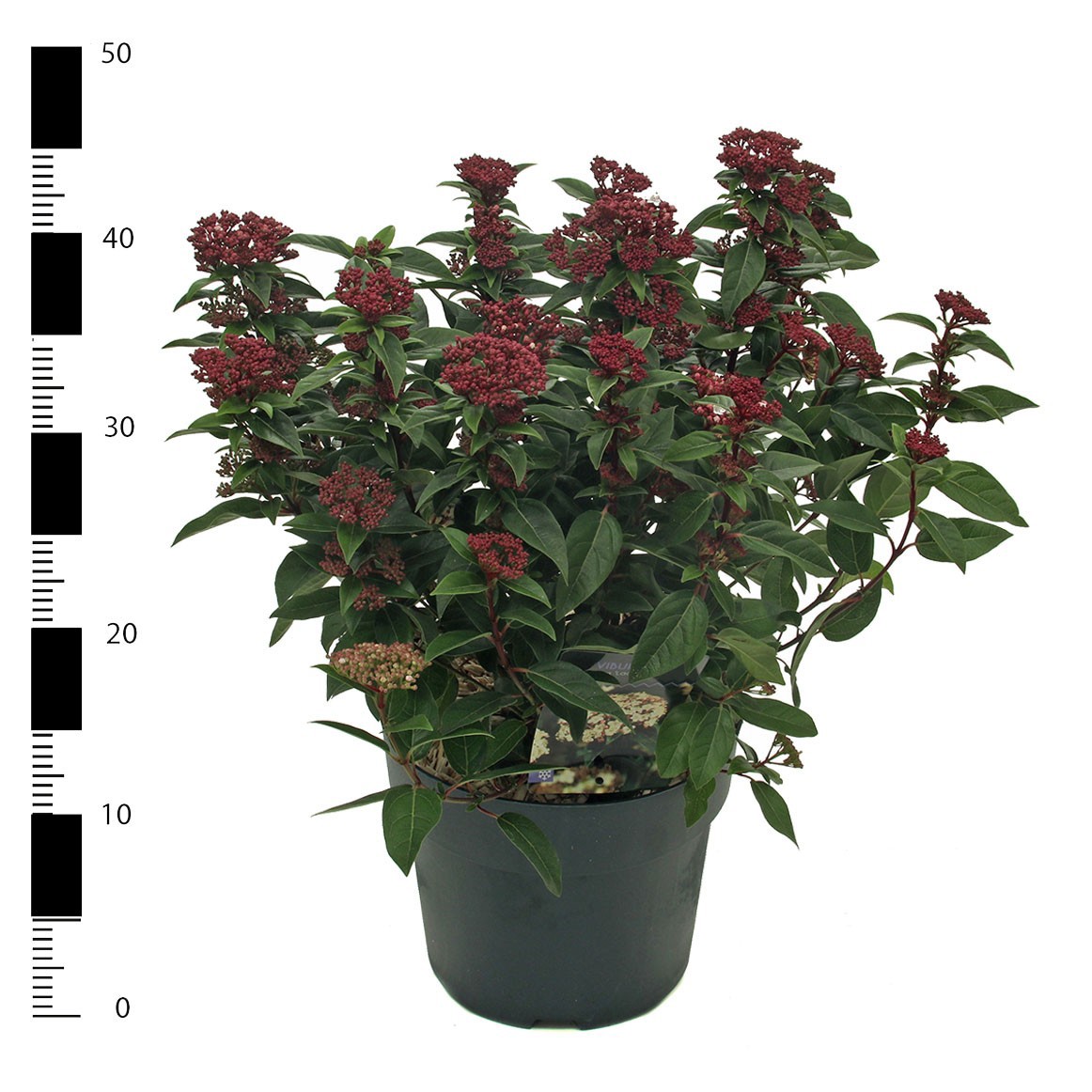 Picture of Viburnum tinus 'Ladybird'