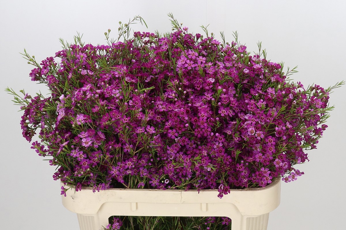 Chame Purple Rain