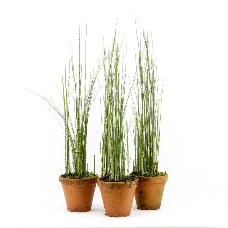 Equisetum japonica TC pot
