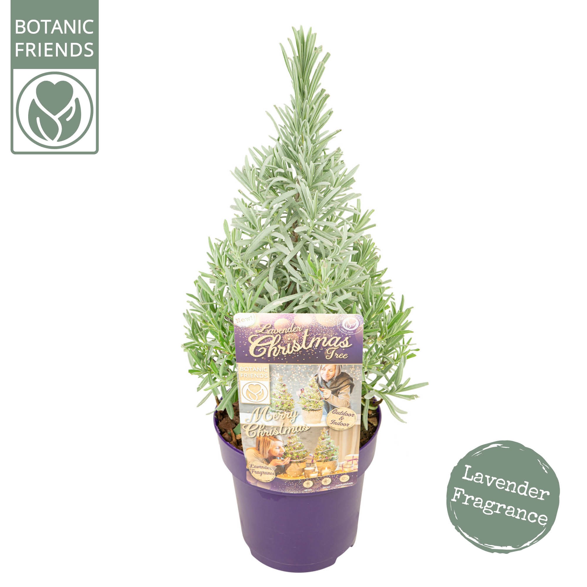 Picture of Lavandula ang. 'Christmas Tree'