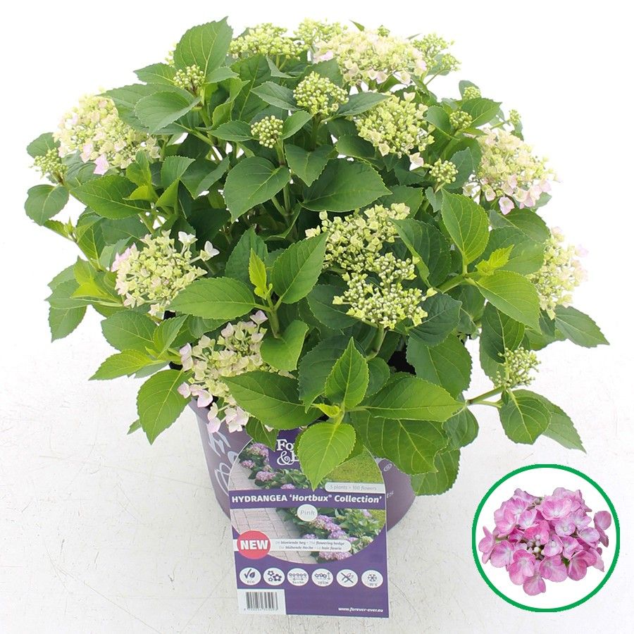 Encore R Hydrangea Craigmarloch nurseries. New Arrivals