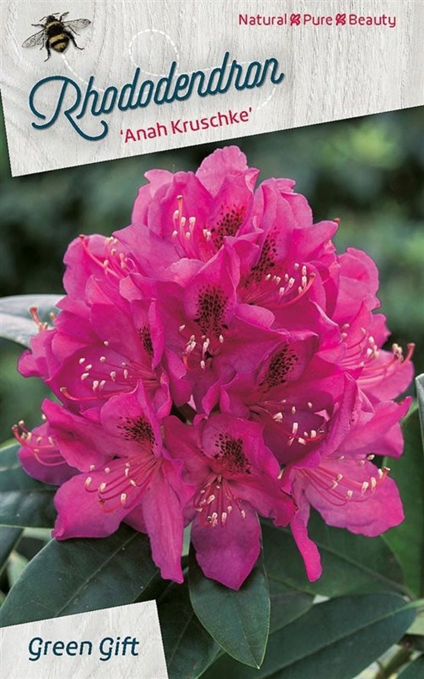 Rhododendron 'Anah Kruschke'