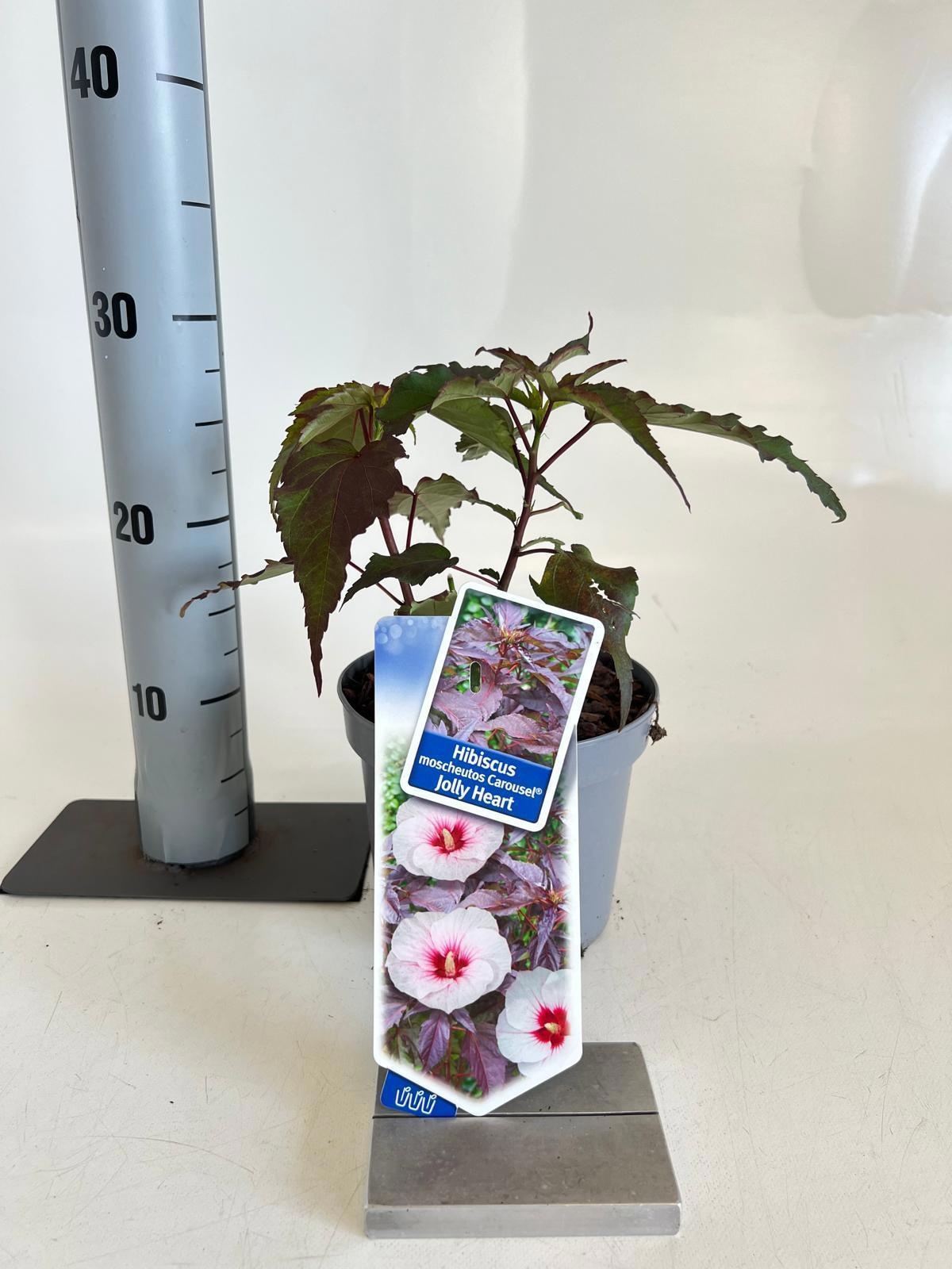 Hibiscus m. Carousel Jolly Heart ('Tahi56') tahi56pbr