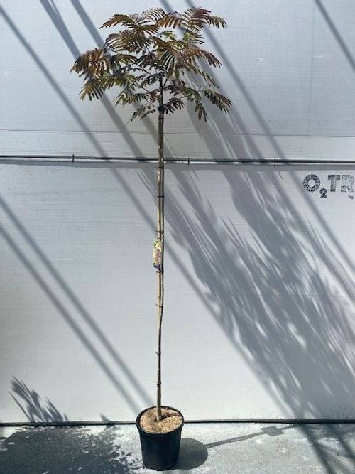 Albizia jul. 'Evey's Pride' C12 180cm st. p30 Betuwe