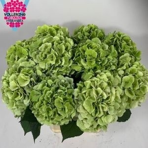 Hydr M Verena Bl Cl