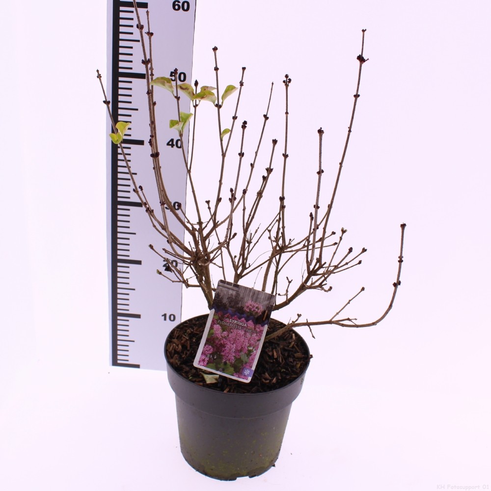 Picture of Syringa Flowerfesta Pink