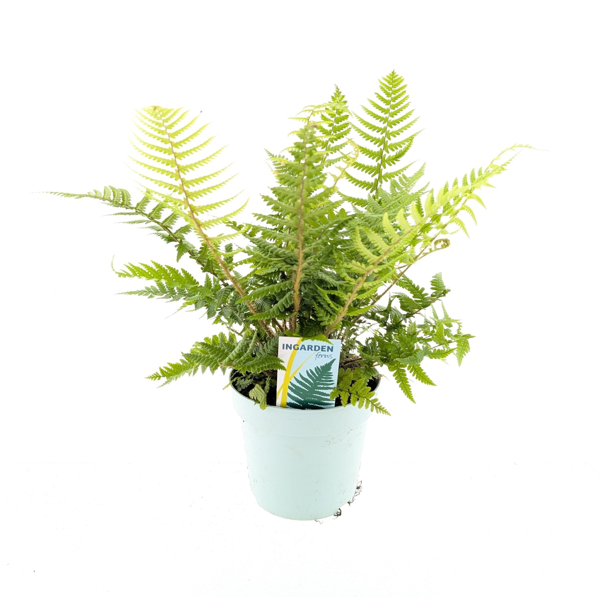 Picture of Dryopteris affinis