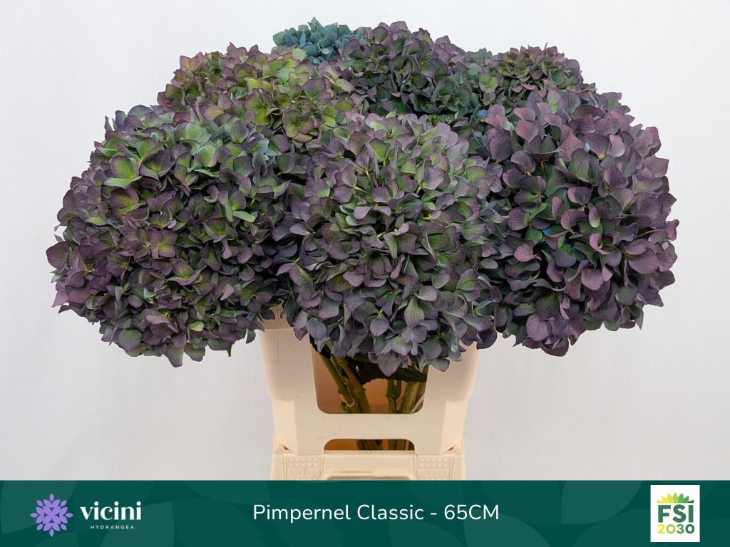 Hydrangea Pimpernel Classic 60cm 21Ø