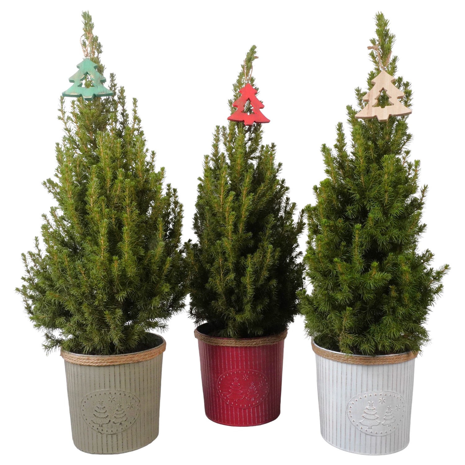 Picture of PTK24610 Picea Conica Perfecta in zinc decoration P19 75cm