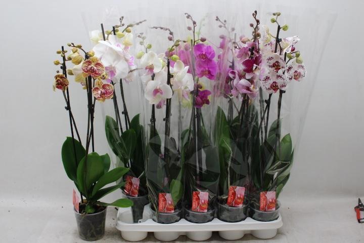Phal Gem 7 Kl 12Ø 75cm