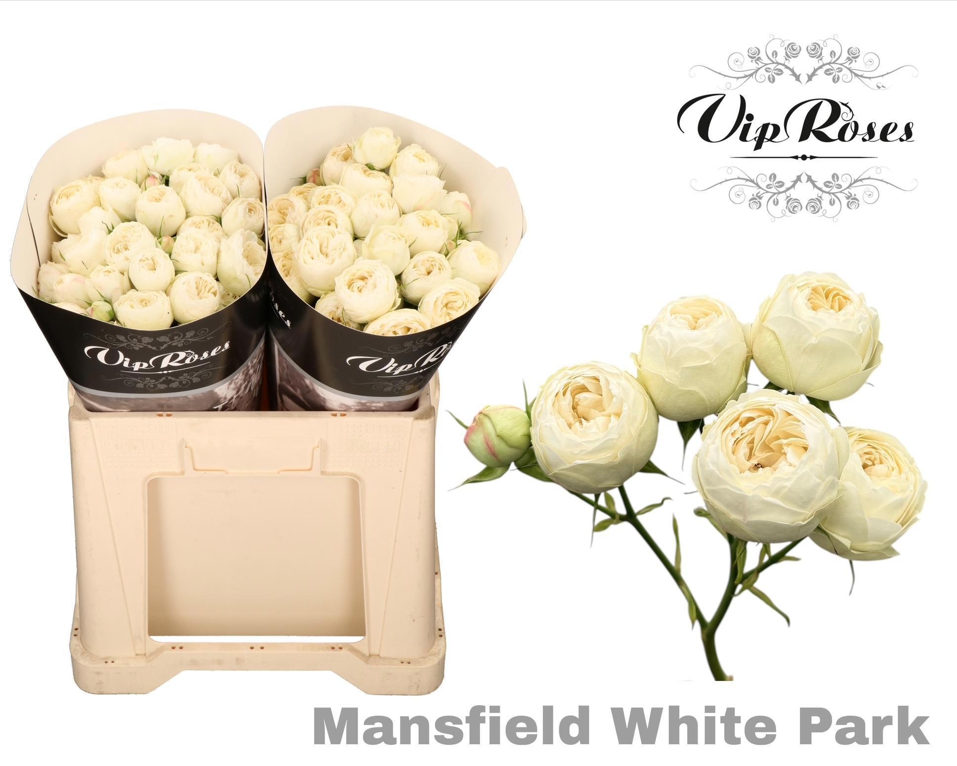 R Tr Mansfi White Pa