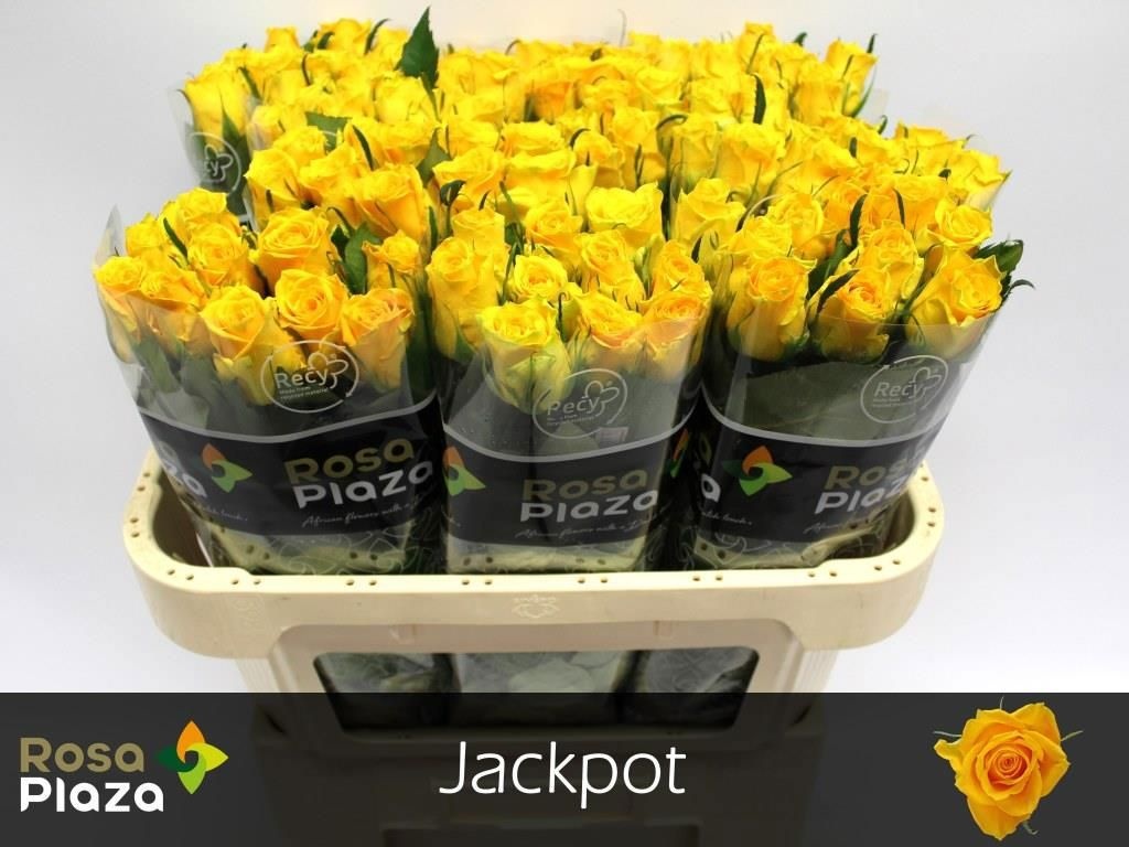R Gr Jackpot+