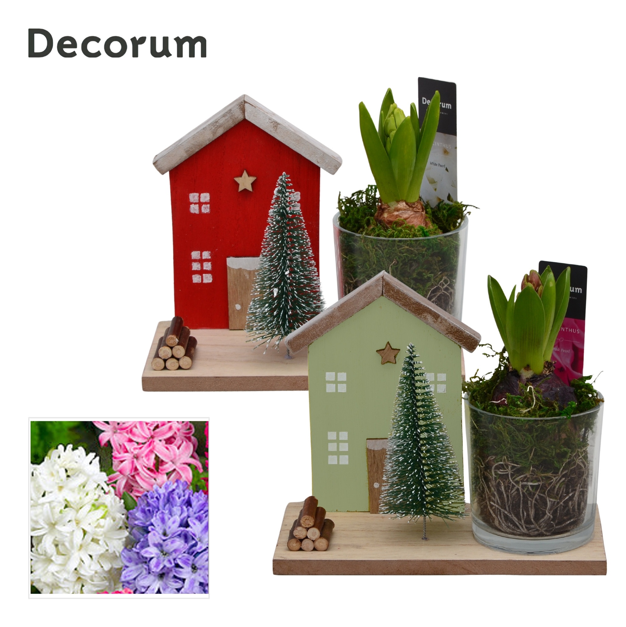 Arrangement Hyacinth 18Ø 17cm