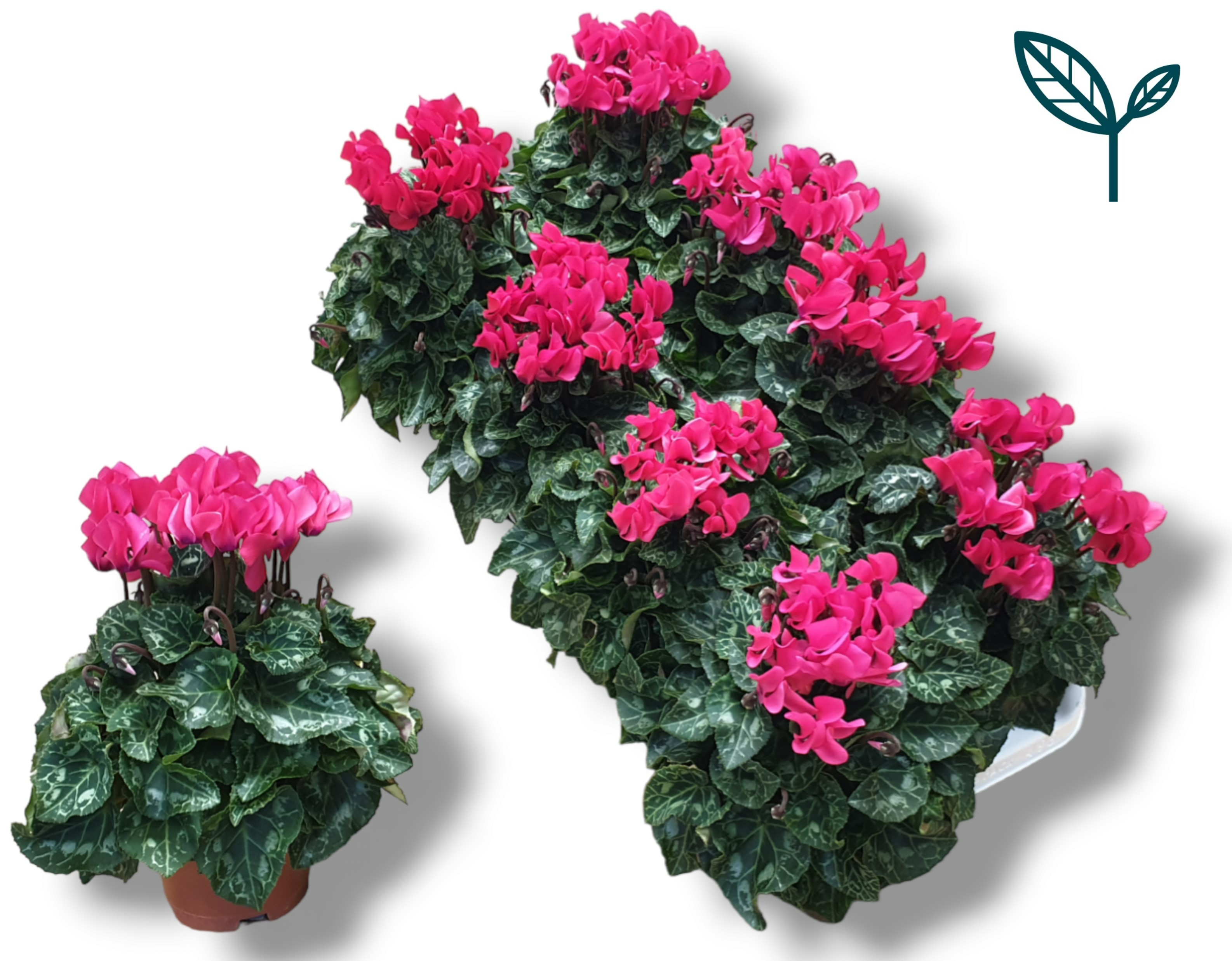 Picture of Cyclamen-COMPACT pink P10.5 20CM