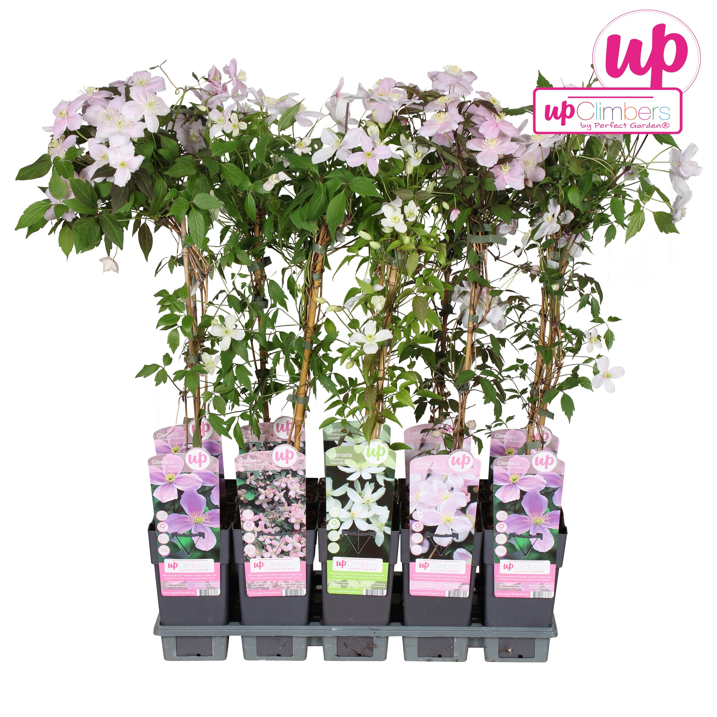 Picture of Clematis montana mix tray P15