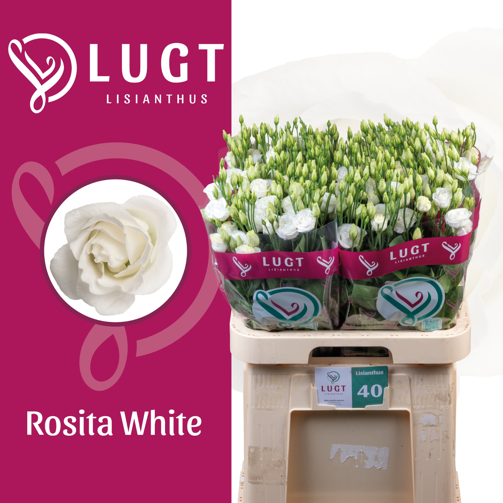 Lisianthus Double Rosita White 70cm