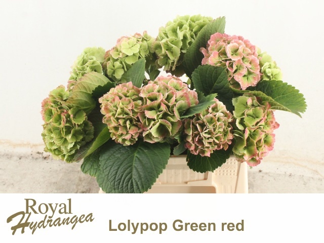 Hydrangea Lollypop Clas 40cm 12Ø