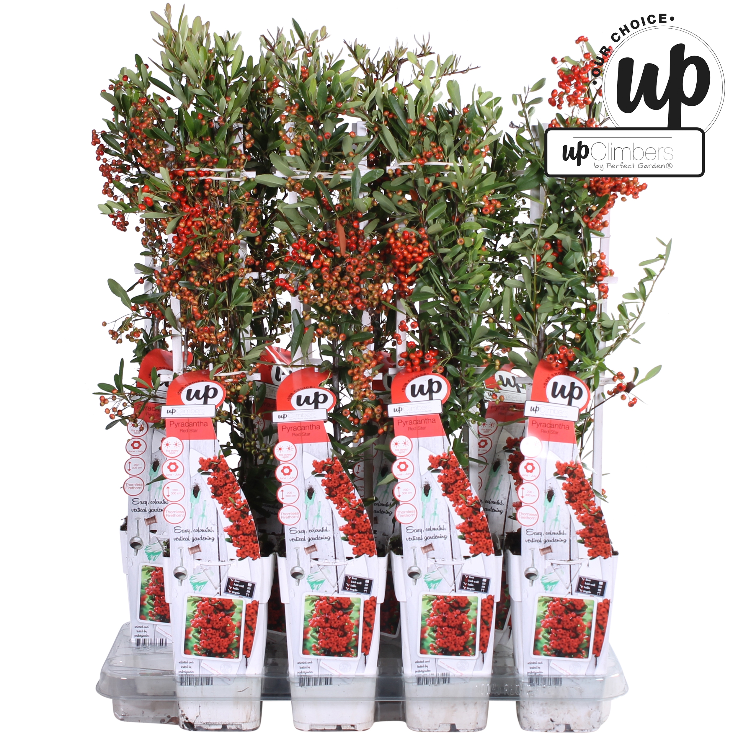 Picture of Pyracantha coccinea 'Red Star' P15