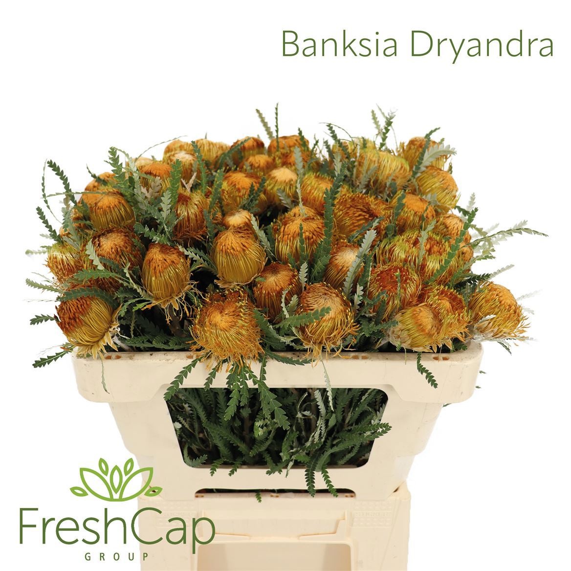 Banksia Kleinbl 50cm