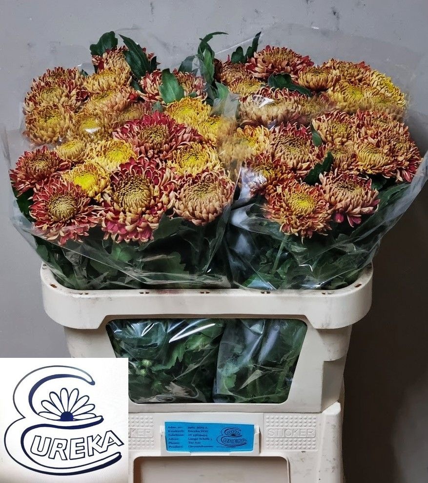 Chr G Bislet Red 80cm 65gram