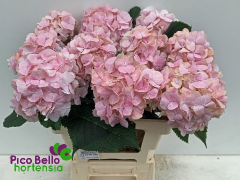 Hydrangea Verena Light Pink 60cm 16Ø