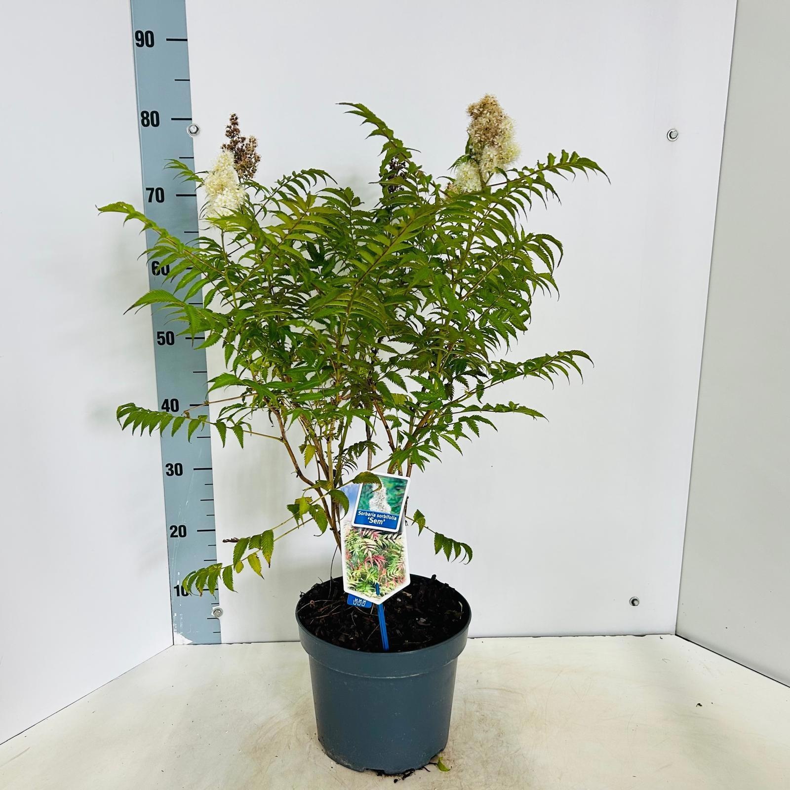 Sorbaria sorbifolia 'Sem'