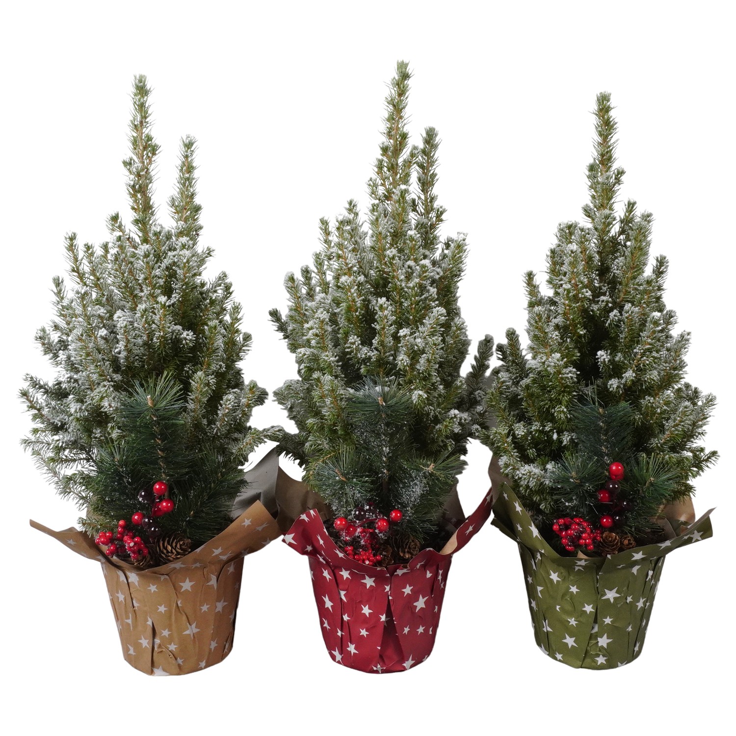 Picture of PTK24509 Picea Conica Perfectawith snow in paper potcover decoration P15 50CM