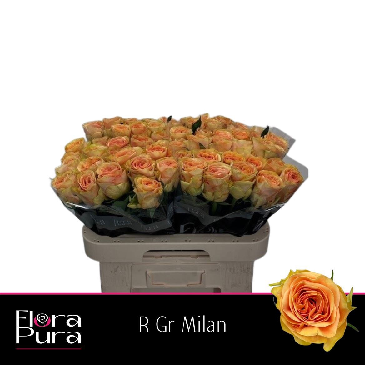 R Gr Milan