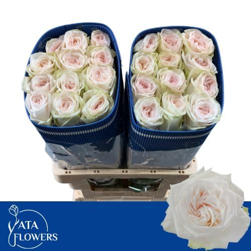 Rosa White O'hara 60cm