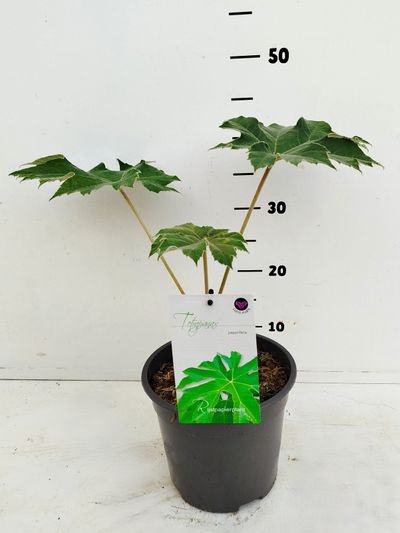 TepanaxC320/30