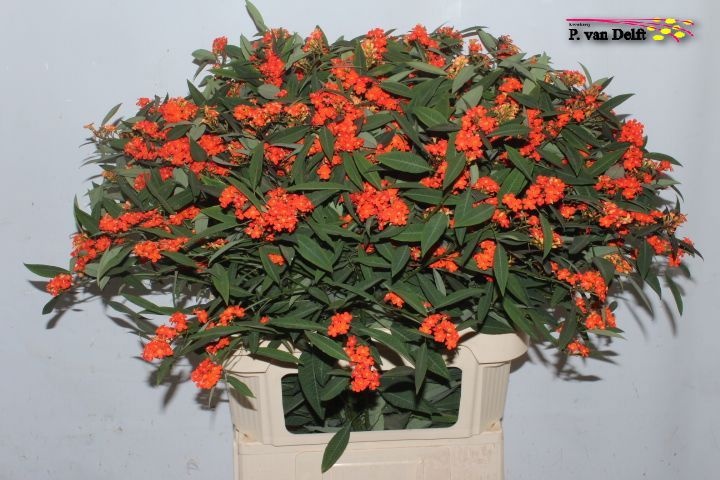 Euphorbia Spray Queen Of Orange 80cm