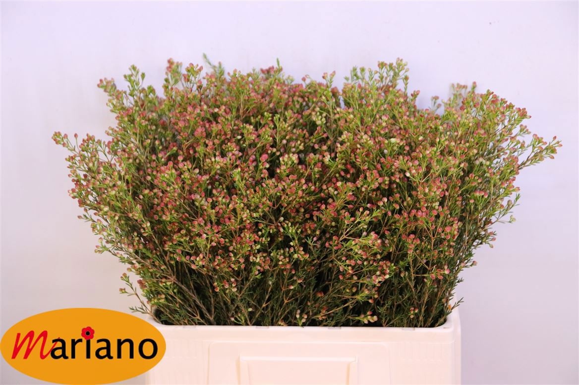 Chamelaucium Blondie 60cm 15gram