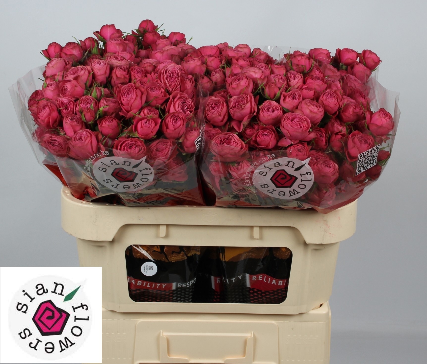 Rosa Spr Gra Trendsetter 70cm