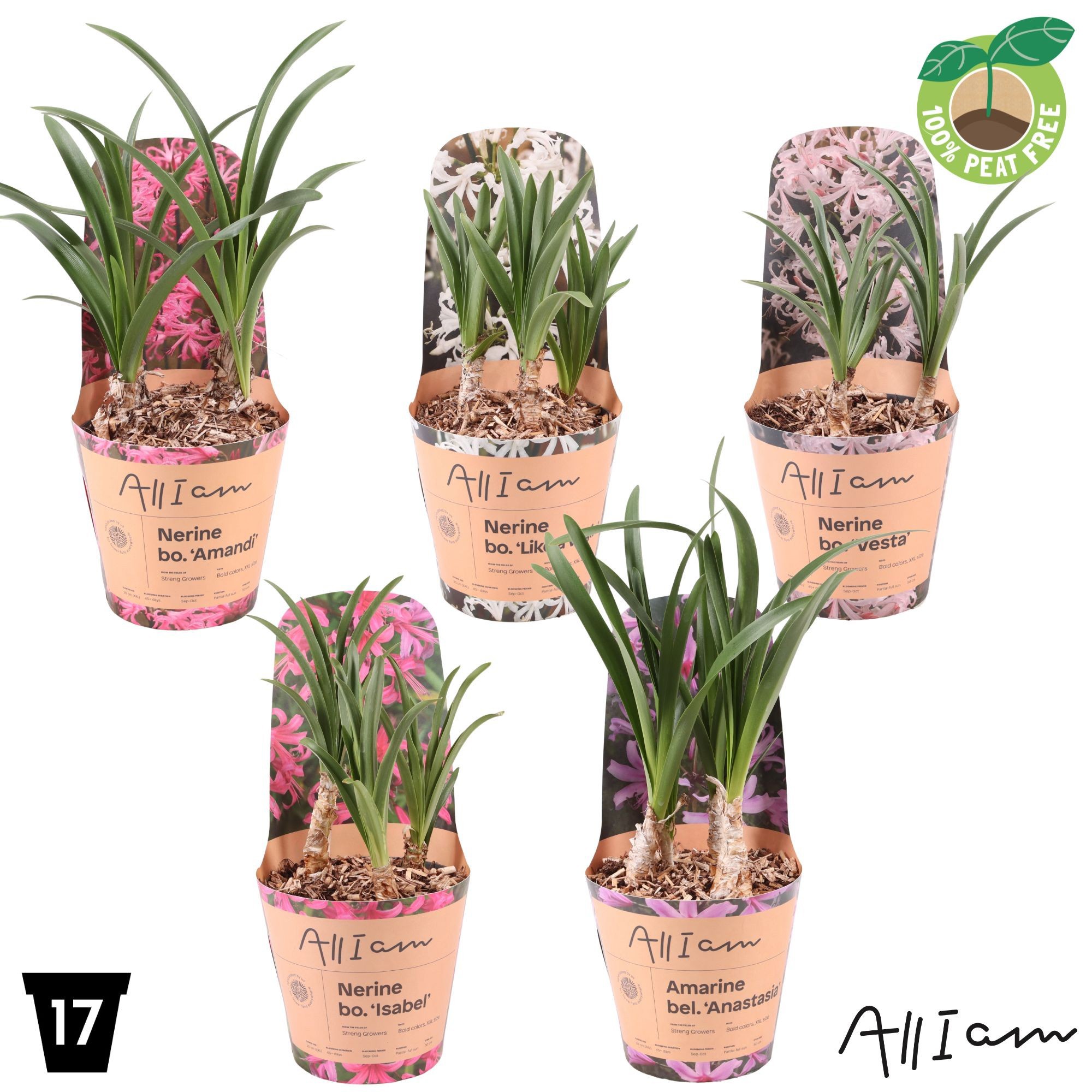 Amarine - Nerine Gemengd Potcover