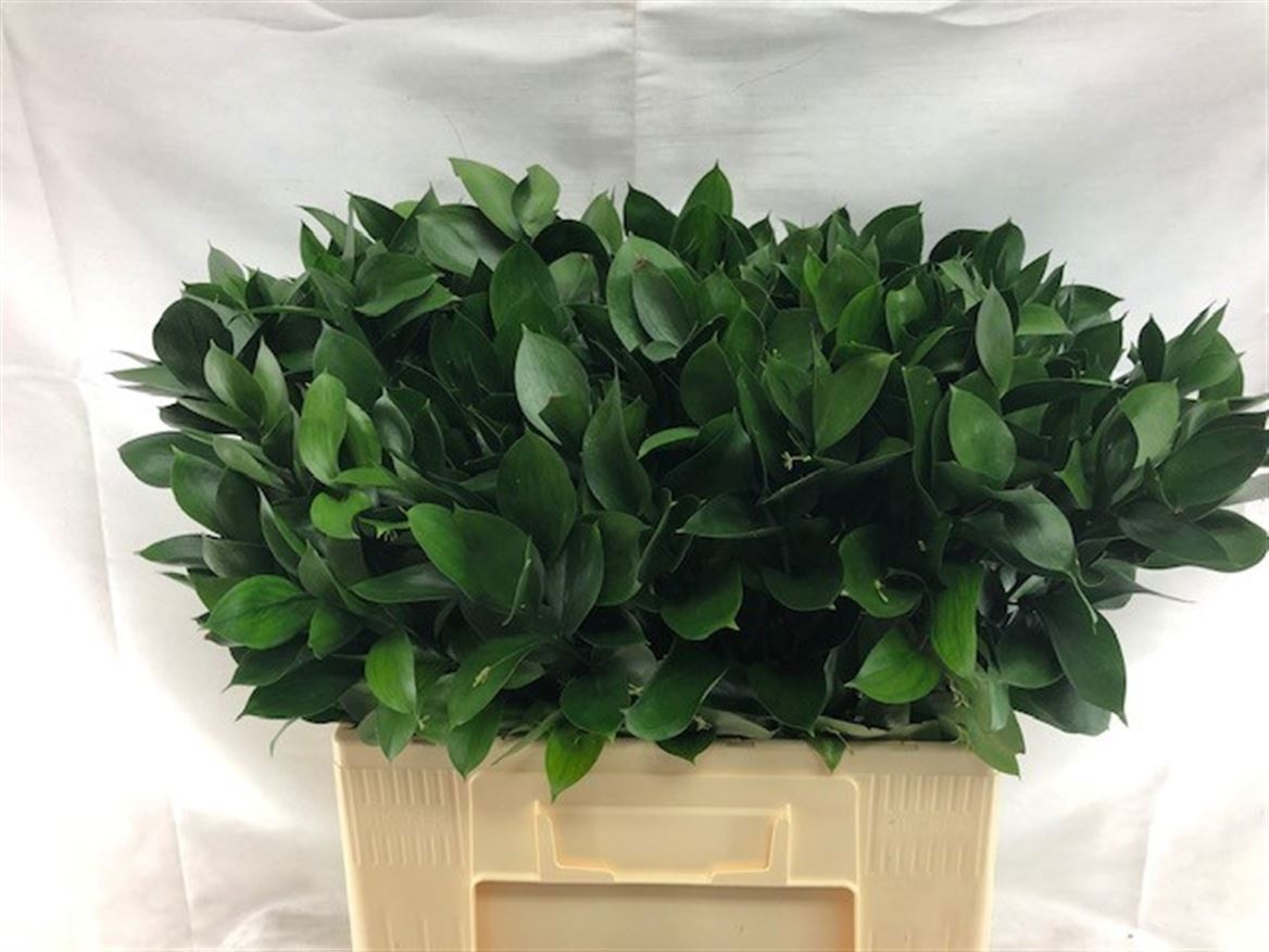 Ruscus Hypophyllum 60L.cm