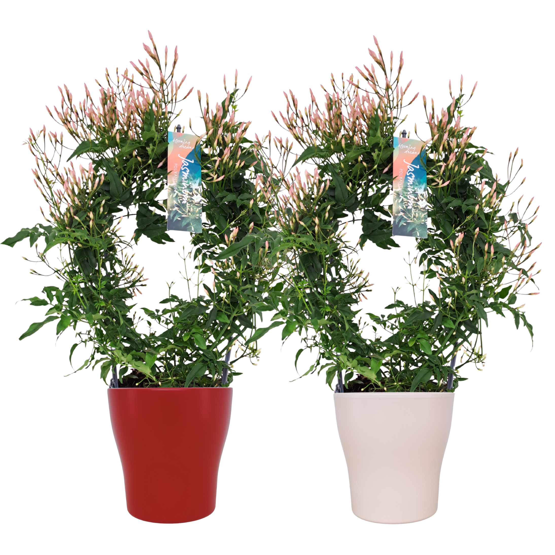 Jasminum boog keramiek Rood/Wit (Jasmijn)
