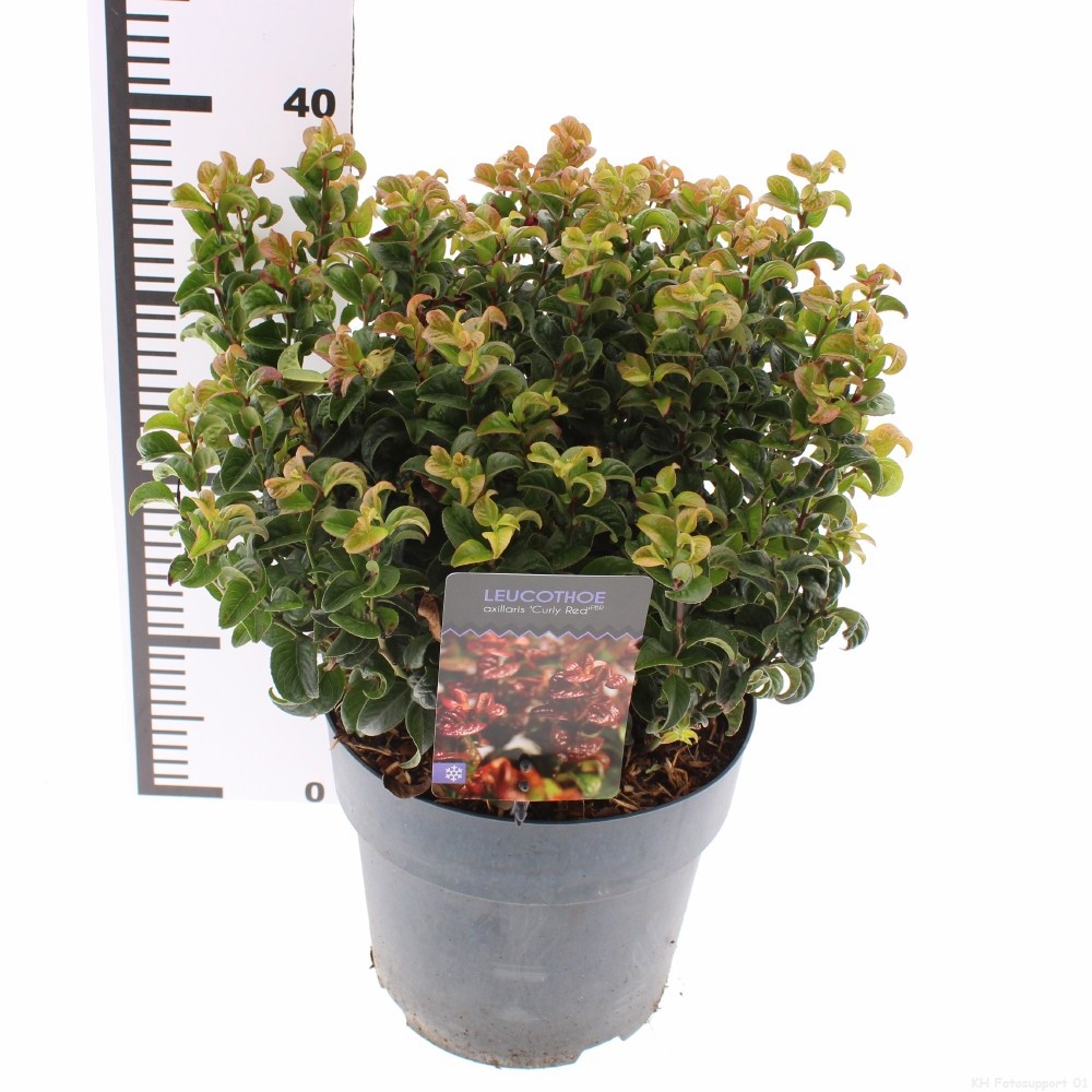 Leucothoe axillaris 'Curly Red'