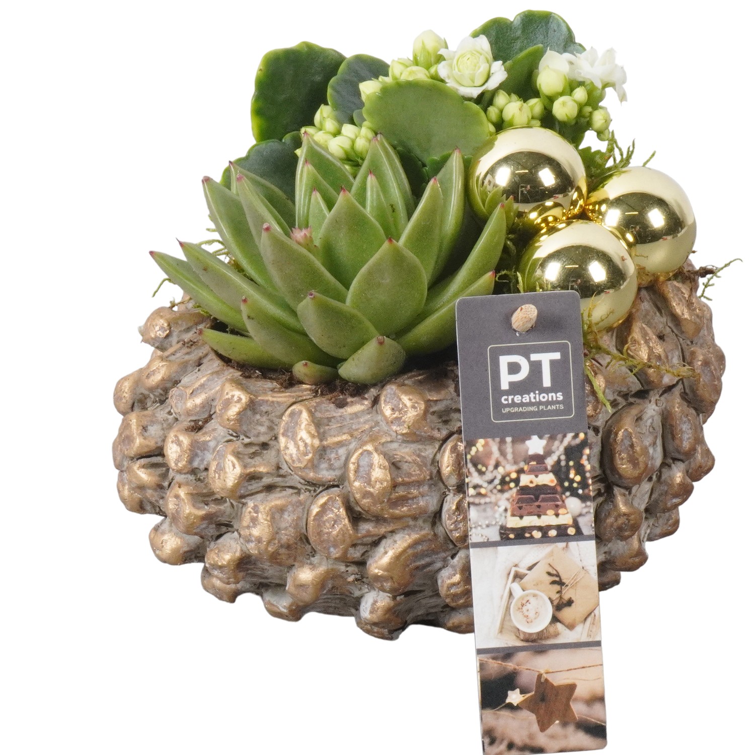 Picture of PTKB9404 Arrangement X-Mas in concrete pine cone P16 17cm