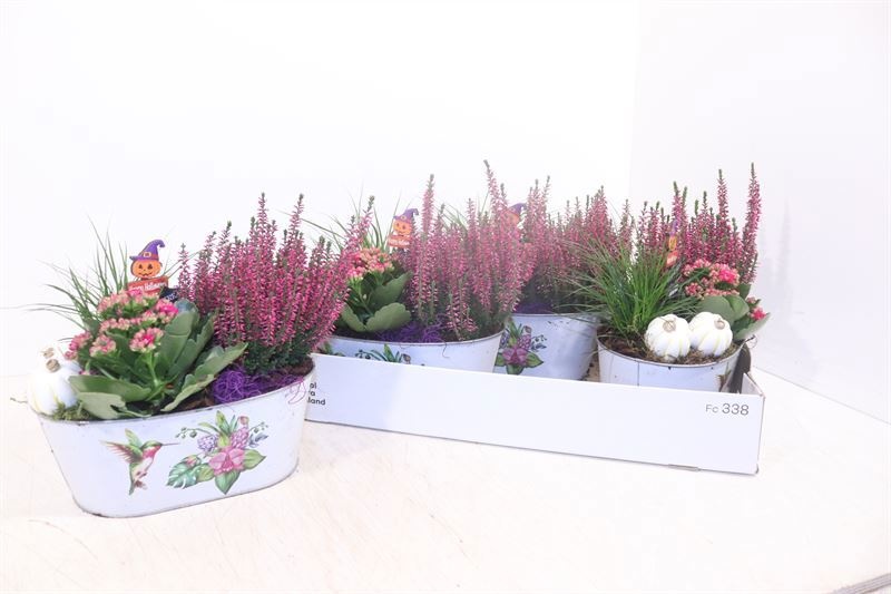 Arr Tuinplanten 25P 23cm