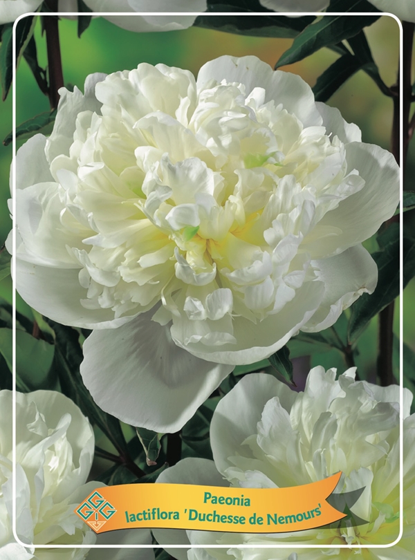 Picture of Paeonia Lactiflora Mix CC P11